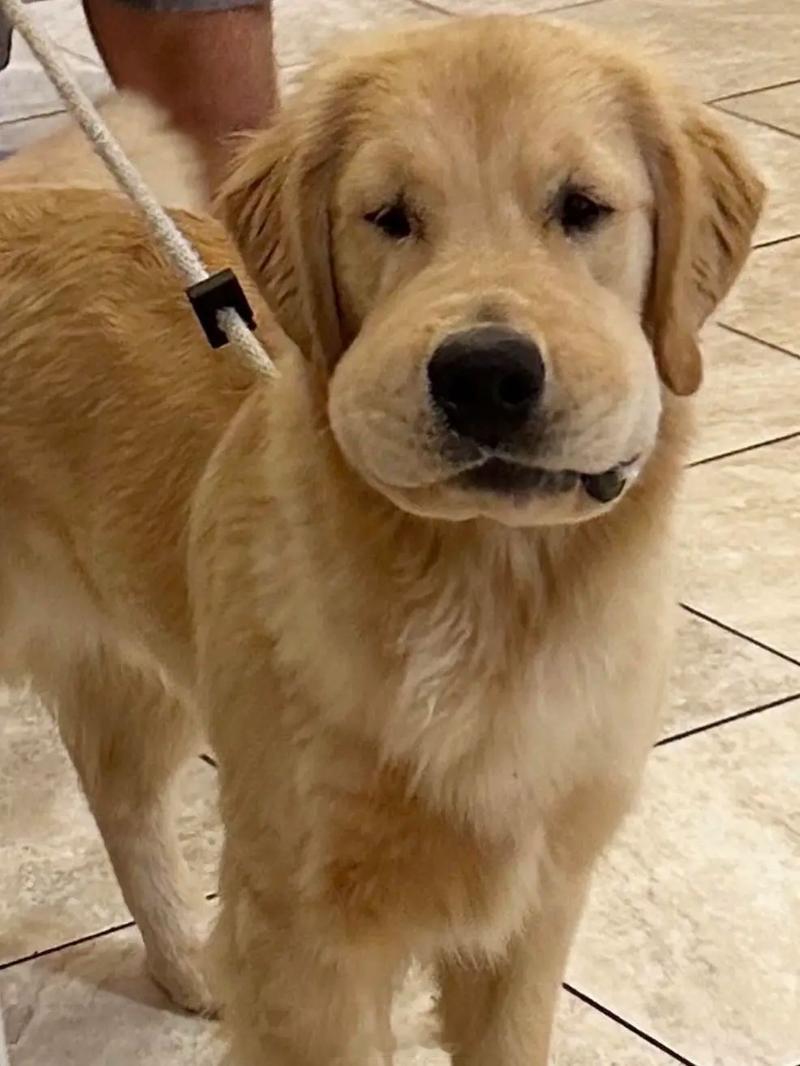 男子未关窗仅10分钟车内筑起蜂巢  这事看起来太离谱了，这放在走进科学多少能拍两