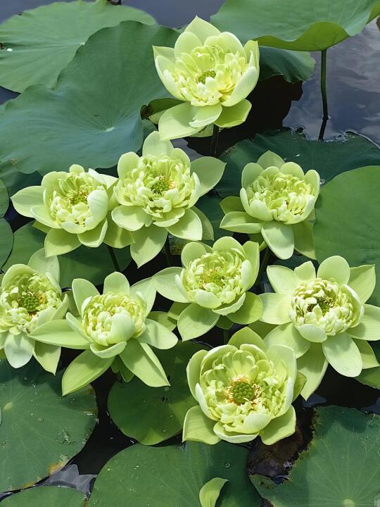 超美绿色系荷花 若兰