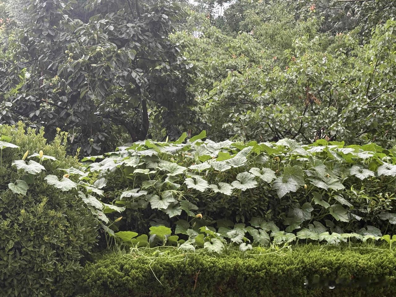 南乡子•暑雨

暑雨带雷鸣，浇透炎光草木兴。檐影溅珠敲户牖，声声，摇曳篱花露滴轻
