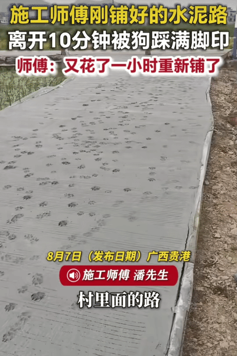 “笑不活了！”广西贵港，施工师傅刚铺好的水泥路。没想到，被狗狗踩满梅花脚印。害得