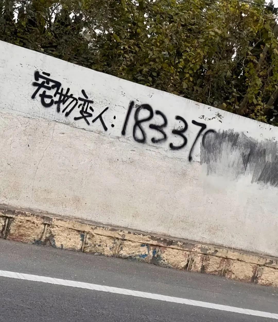 宠物能变人？这也太离谱了吧！