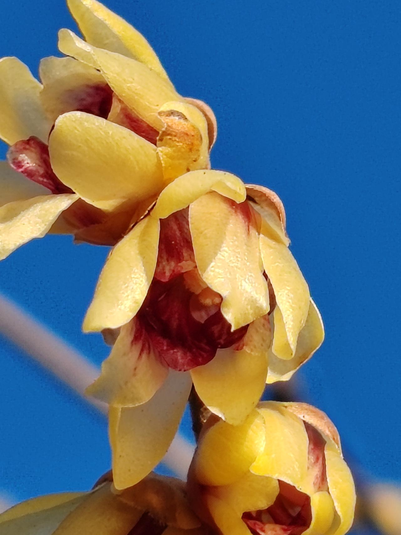 晒图笔记大赛腊月赏梅。