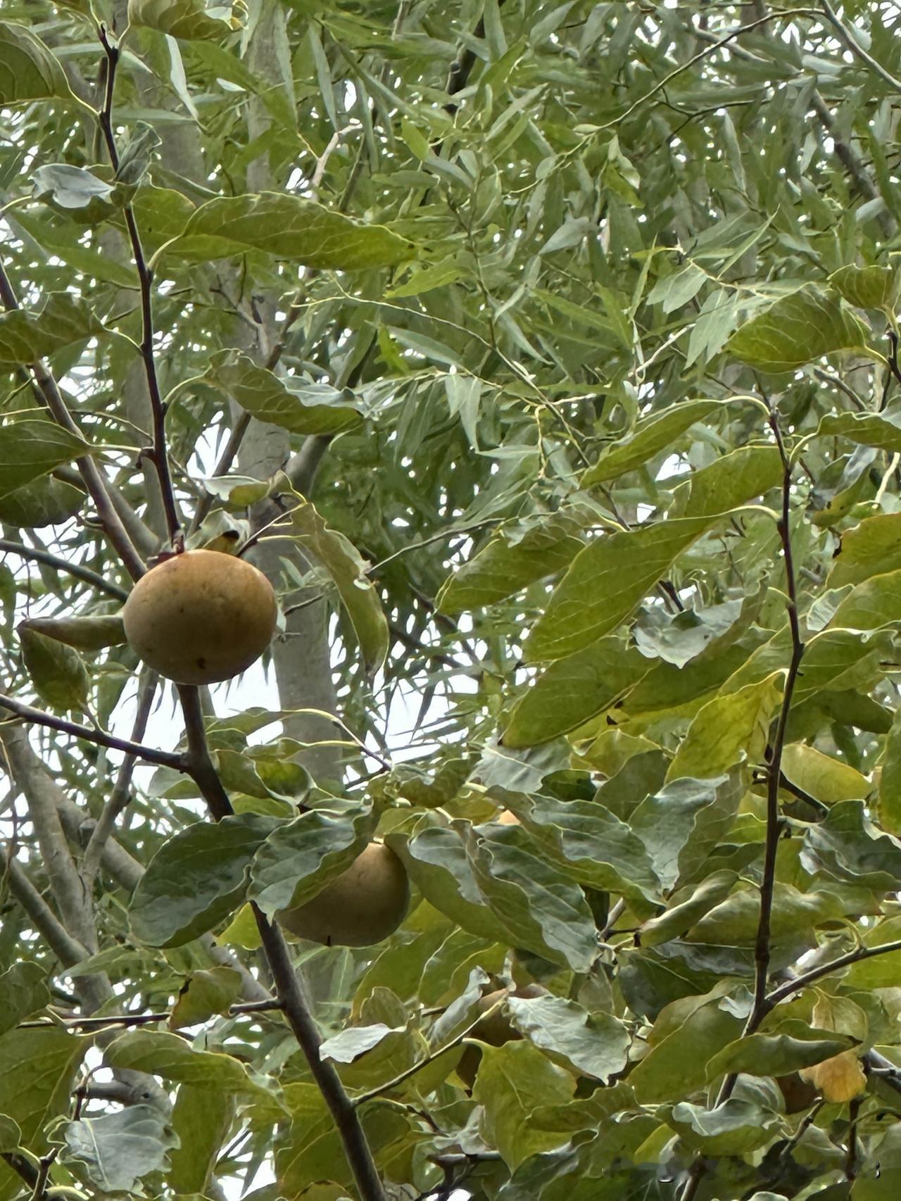 秋天养生的茶都有那些？具体做法分享一下