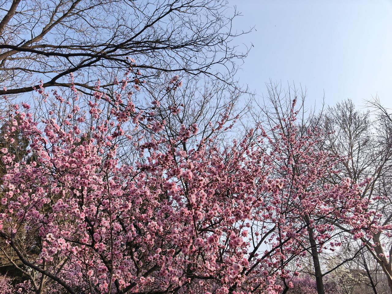 春日生活打卡季知足常乐。不要纠结，不要内耗，接受。