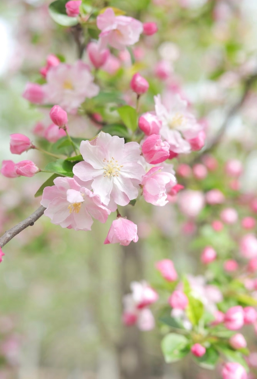 “ 花如剪彩层层见，枝似轻丝袅袅垂 ... ” 