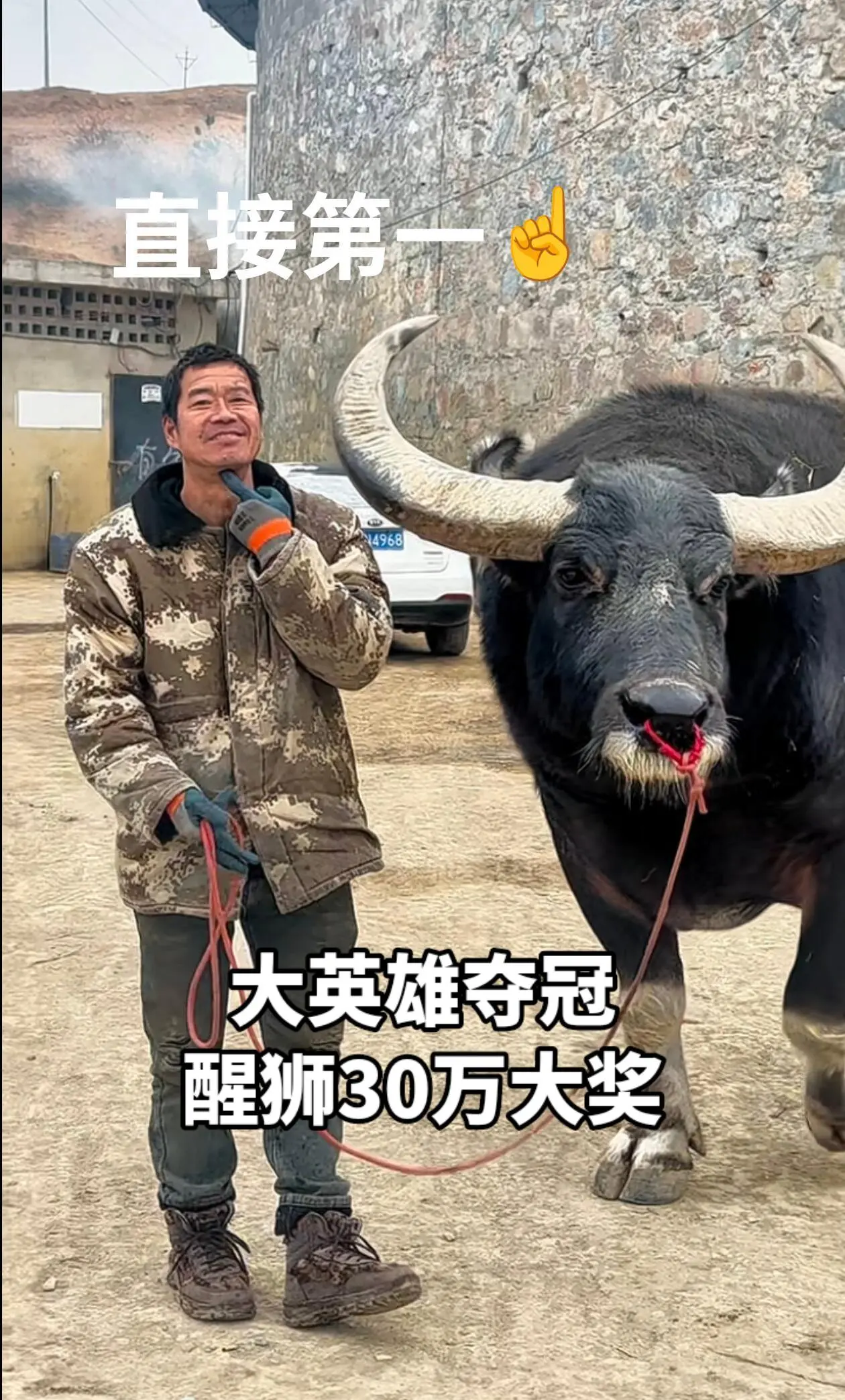 中国斗牛 大英雄牛王