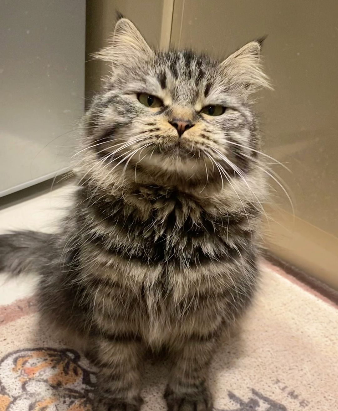拥有一只会挑衅你的猫是一种什么样的体验