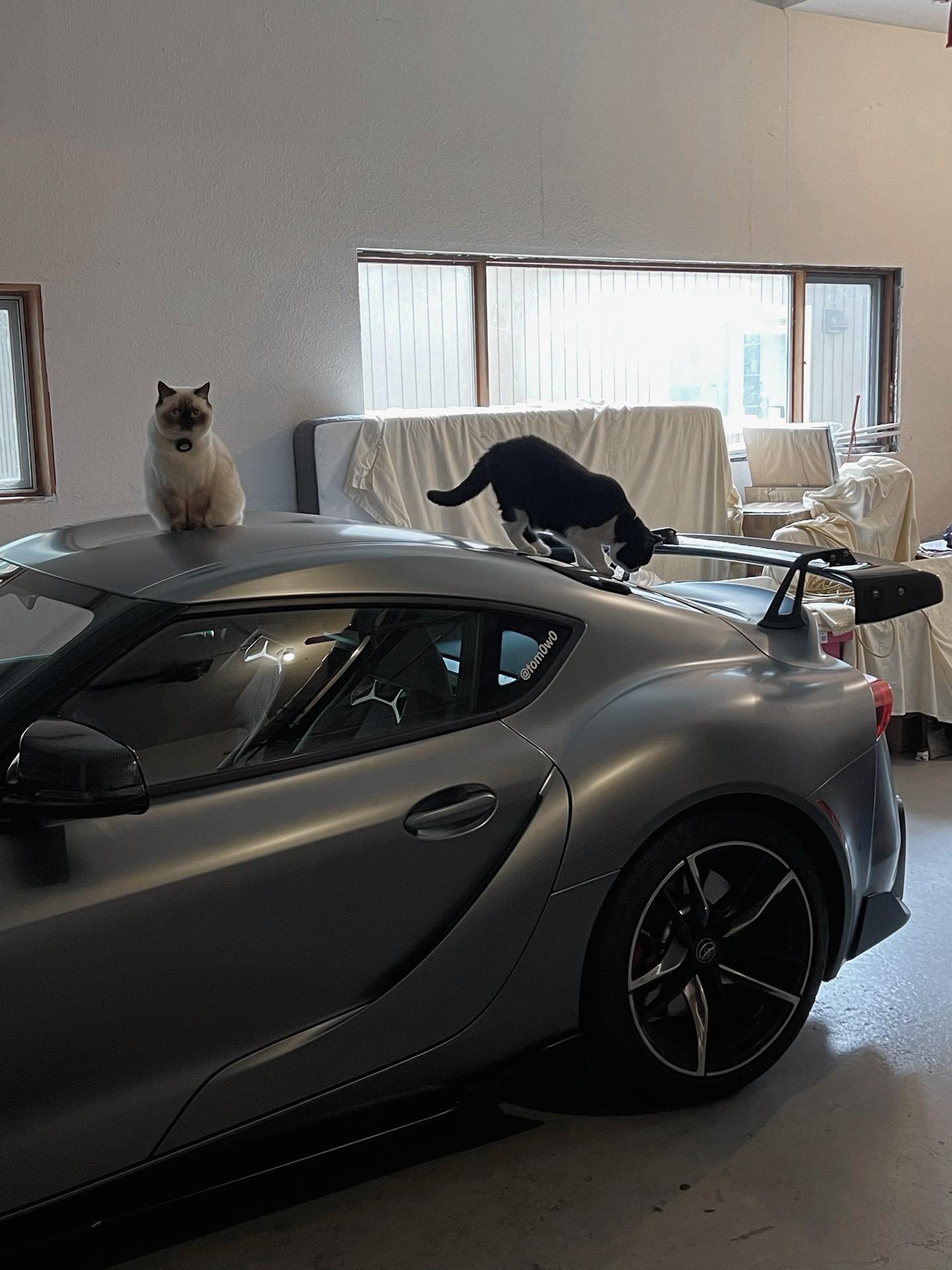 猫师傅很喜欢这个猫爬架。
