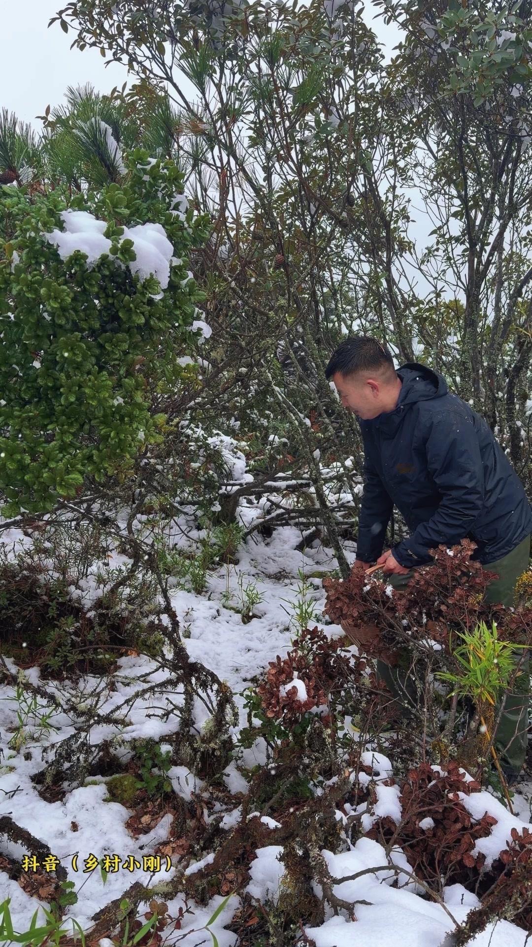 没想到吧，下雪天也能采到蘑菇！刚上山就看到好大一朵鸡油菌，简直惊喜到尖叫～