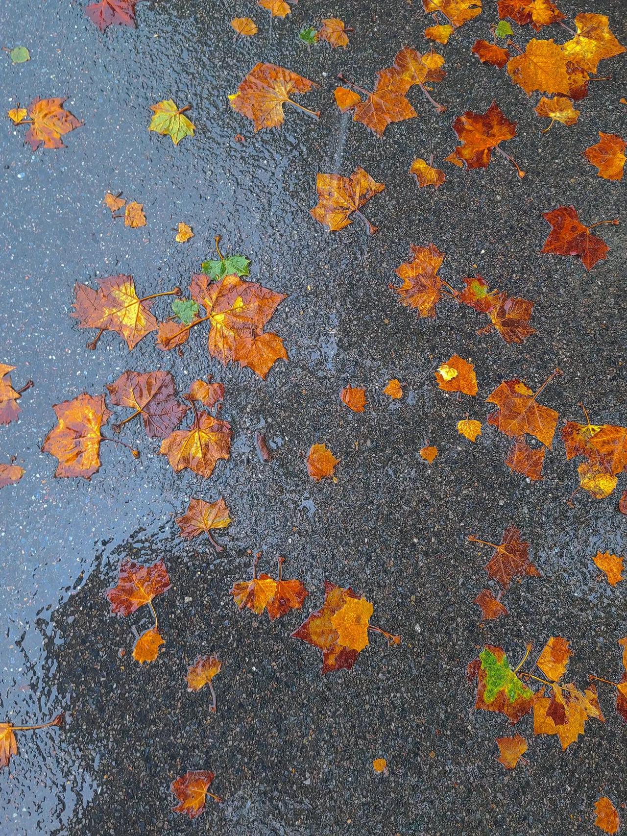 喜欢秋天的落叶🍂