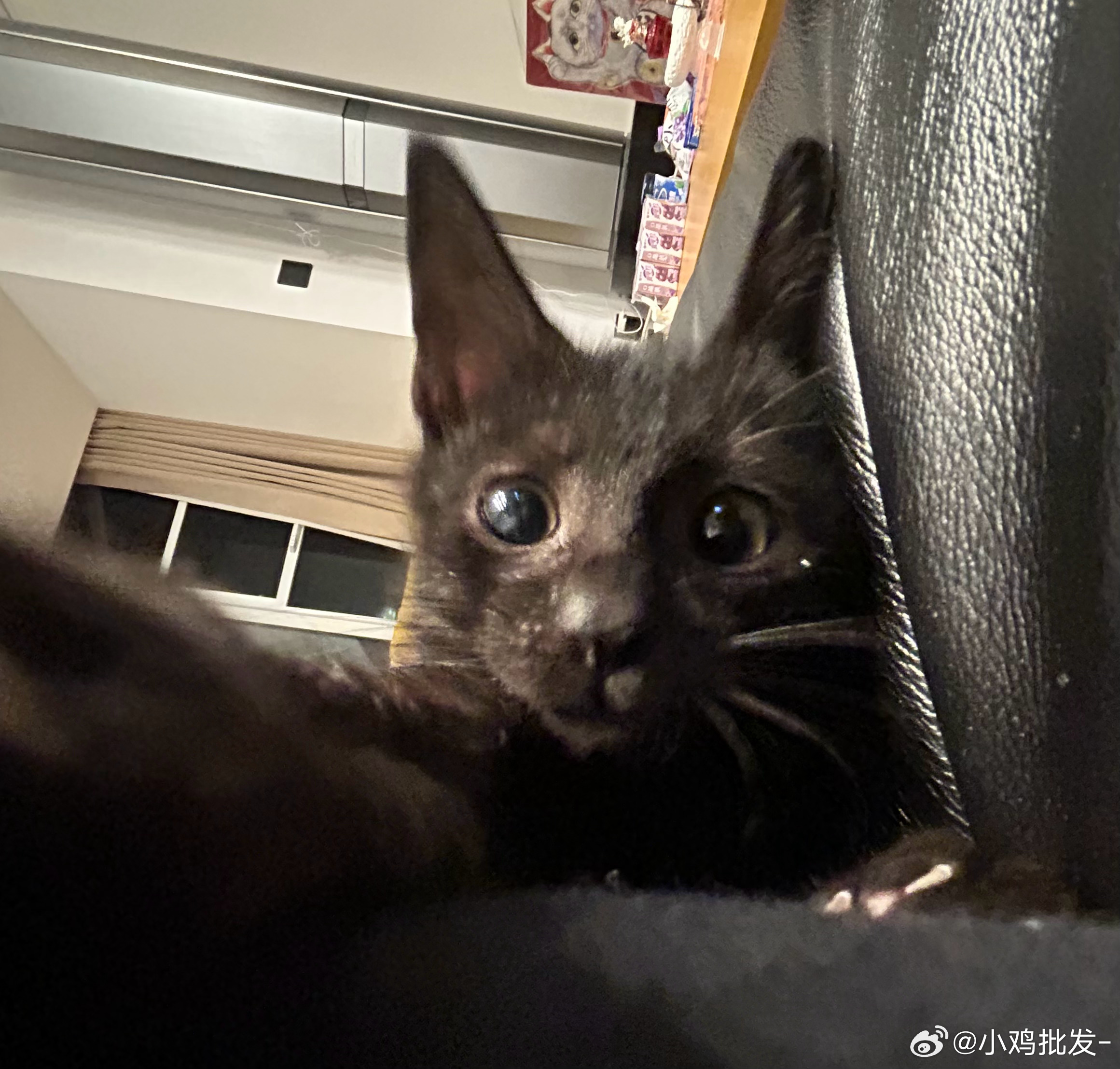 混乱的家庭 