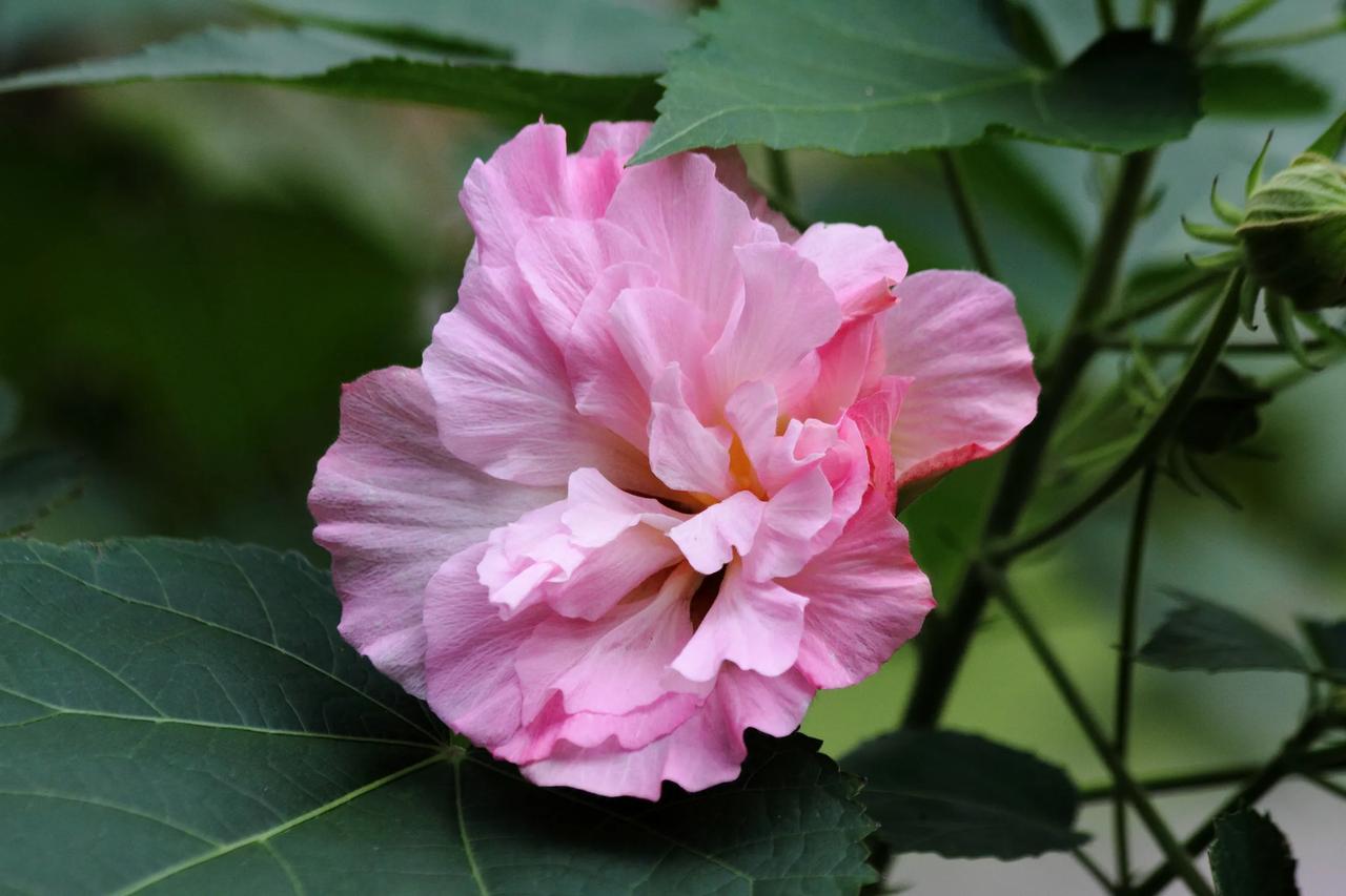 这里我去过几次，都是骑车去的，还住过。当年确实很破旧。现在修漂亮了吗[赞][赞]