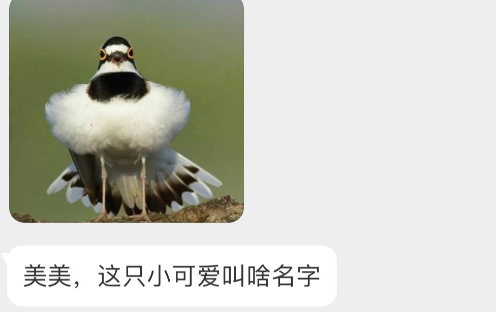 穿芭蕾舞裙的金眶鸻héng胸脯好饱满[开学季] ​​​
