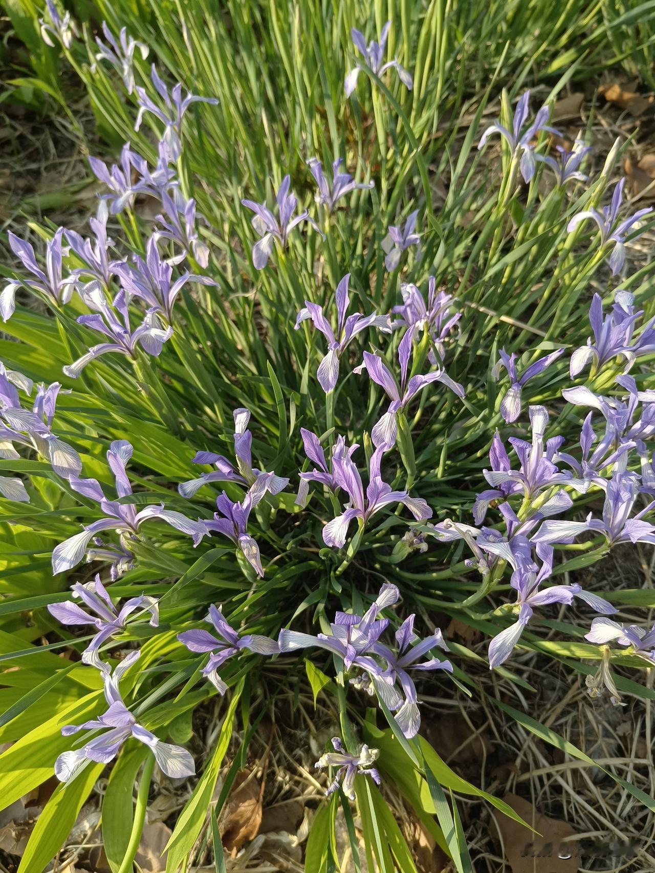 某些人的阶级斗争意识已经堕落到了撒呓挣阶段。在特殊年代天天讲的时候，头脑里被打上