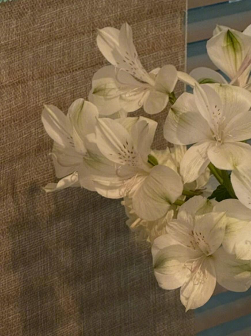 🐱‧˖⁺🍮⁺˚ 快乐实时转播🍧𓈒꙳⋆🎠 