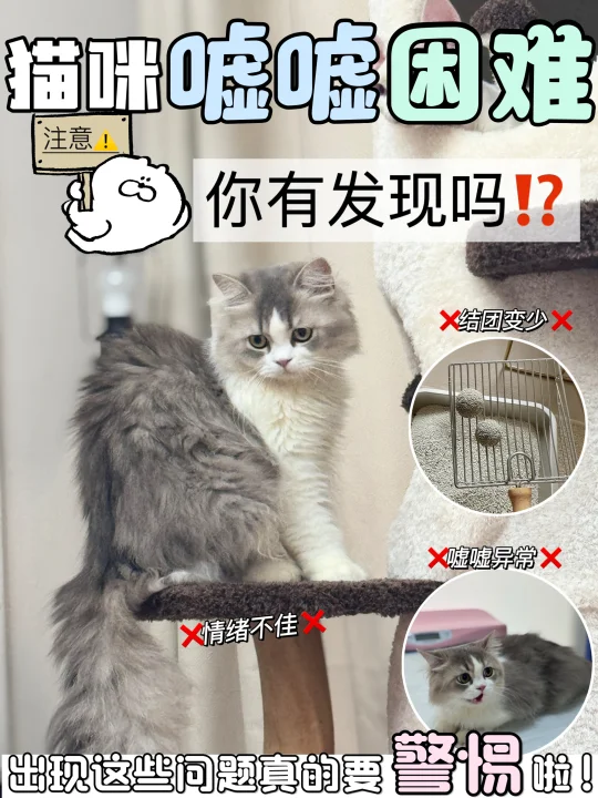 谁懂啊！猫咪嘘嘘困难原来问题这么严重！