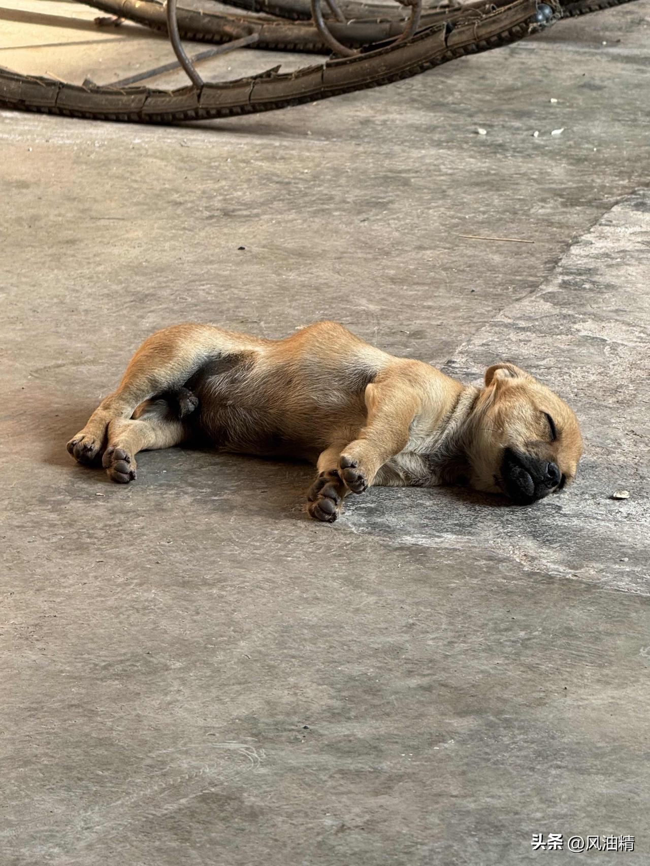 最近大家都在讨论中华田园犬到底是什么品种？它可是咱们中国本土犬种，也叫“土狗”。