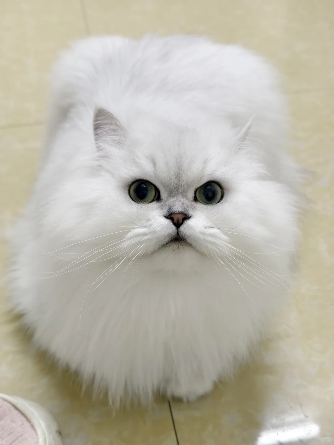 奶呼呼的小猫咪