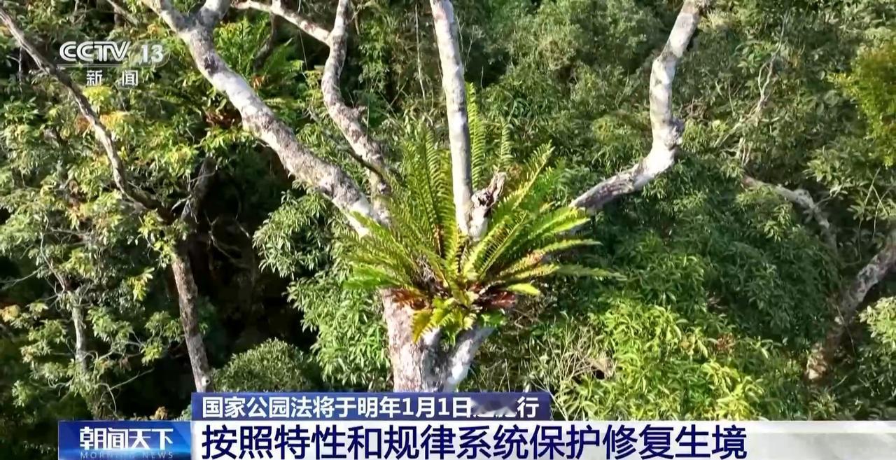 公园法实行，公园管理迎来新变革
 
2026年1月1日起，国家实行公元法，这是一