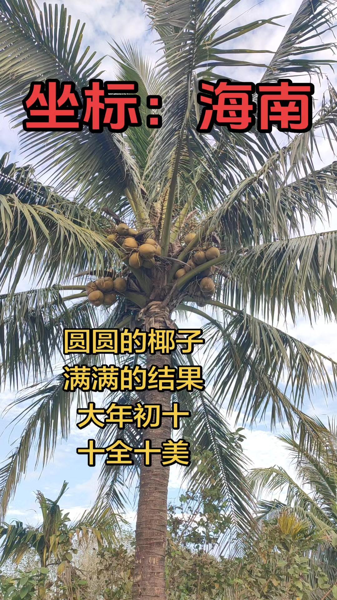 今天在海南看到了超壮观的椰子丰收景象！金黄的椰堆成小山，农人脸上的笑容比蜜还甜，