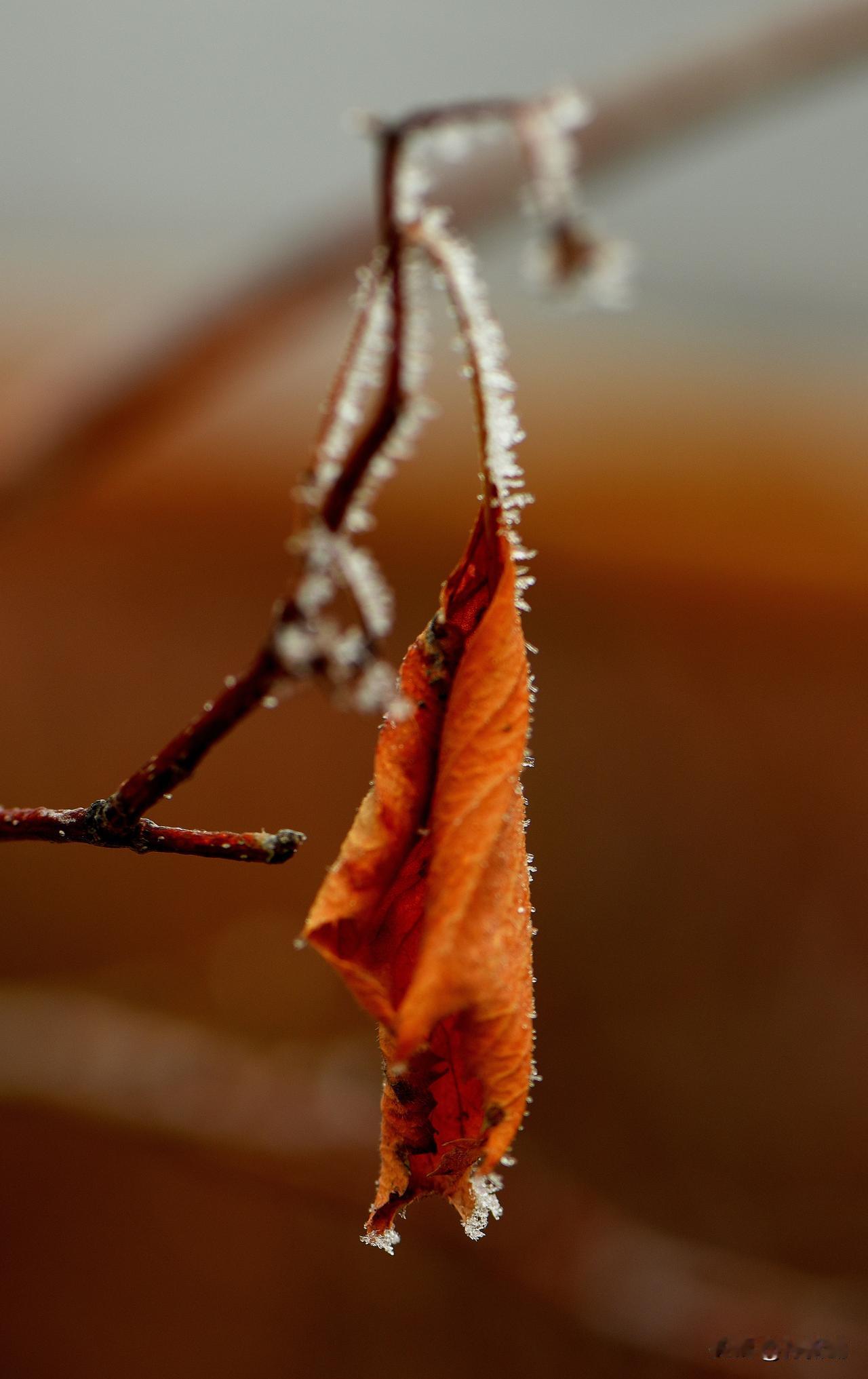 南湖公园四季掠影（三）
冬季景色：