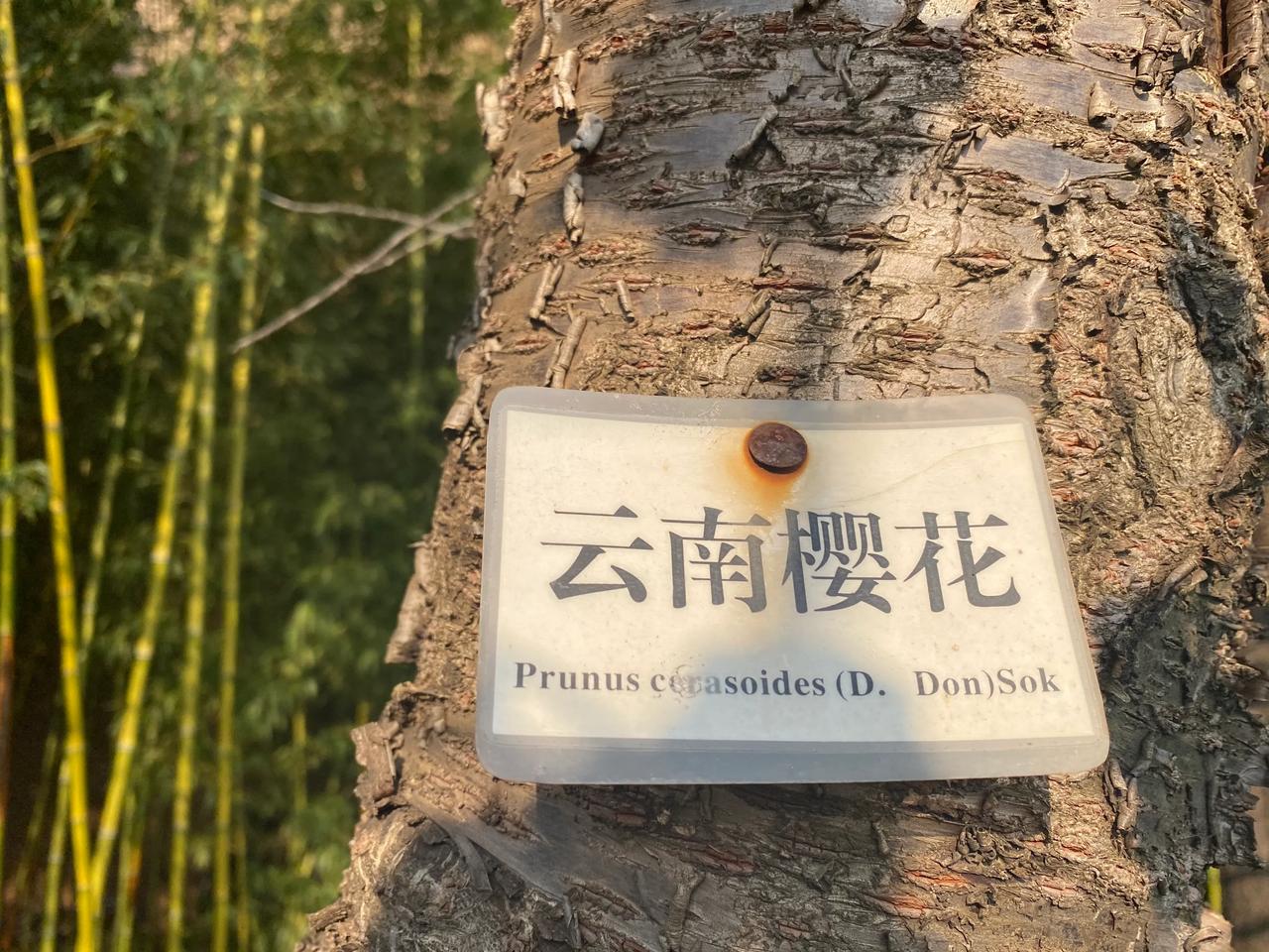 春天的气息.