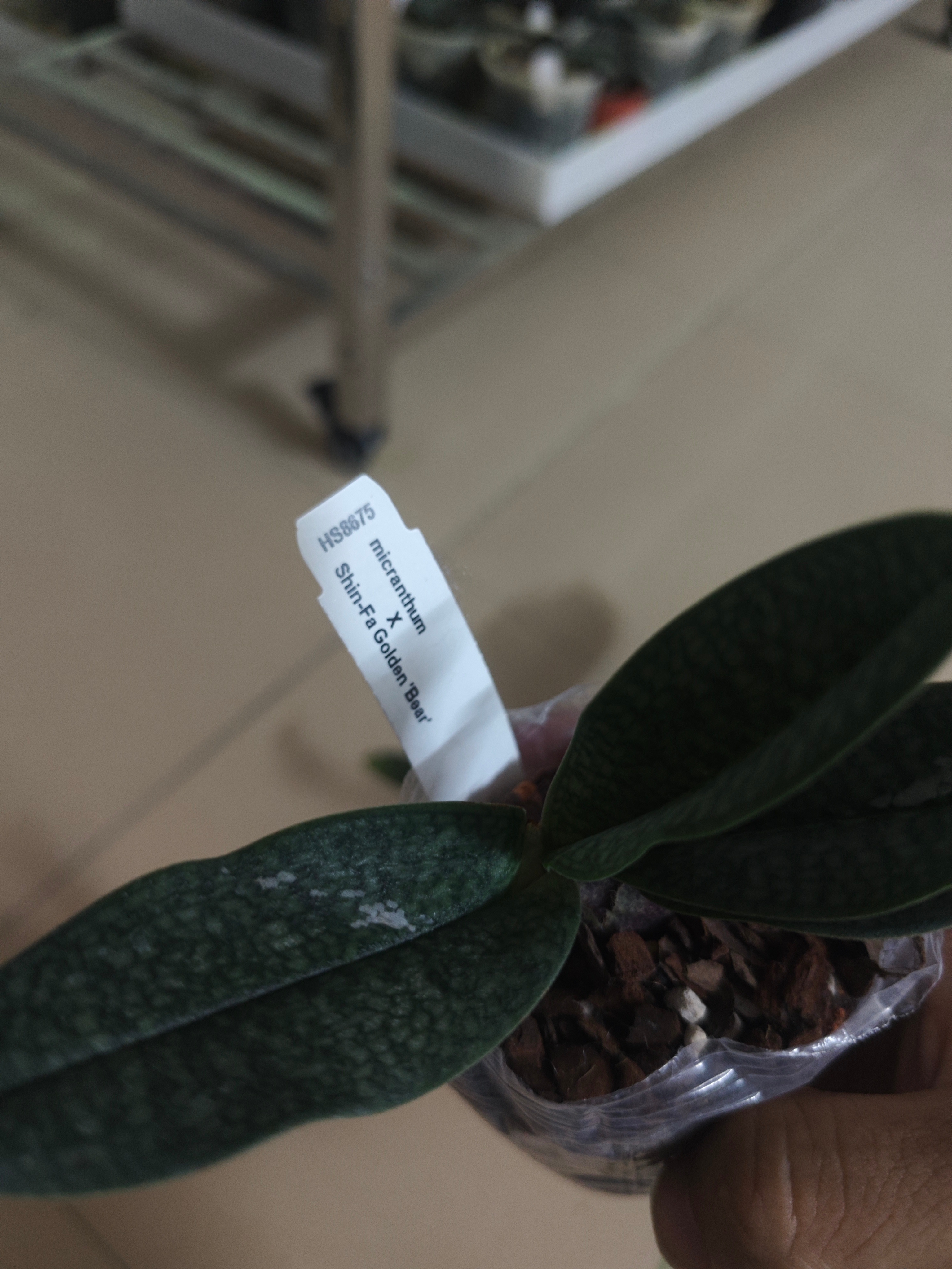 新来的兜兰：Paph.【（Magic lantern X thaianum）X 