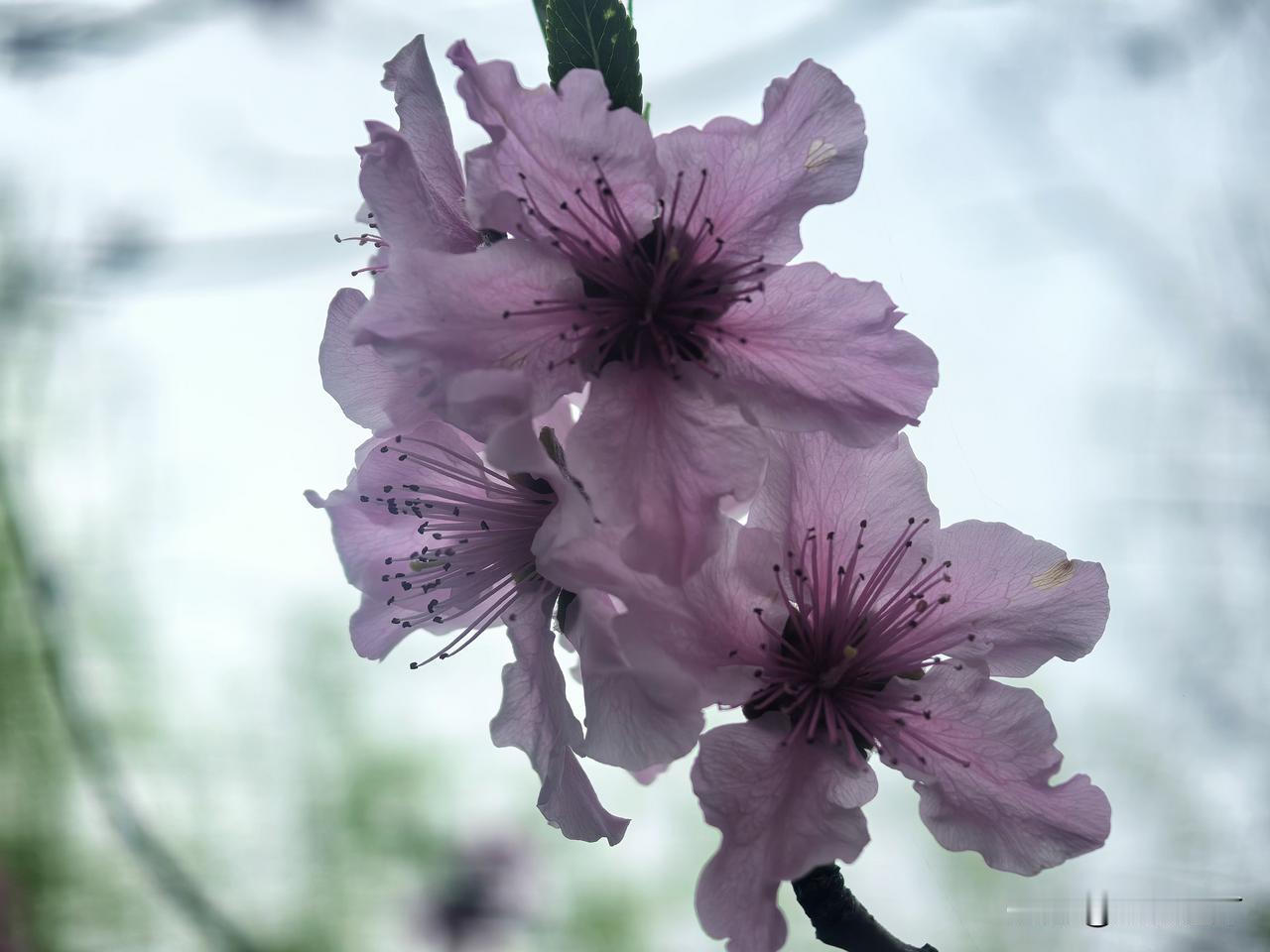 分享一张你相册的拍的花