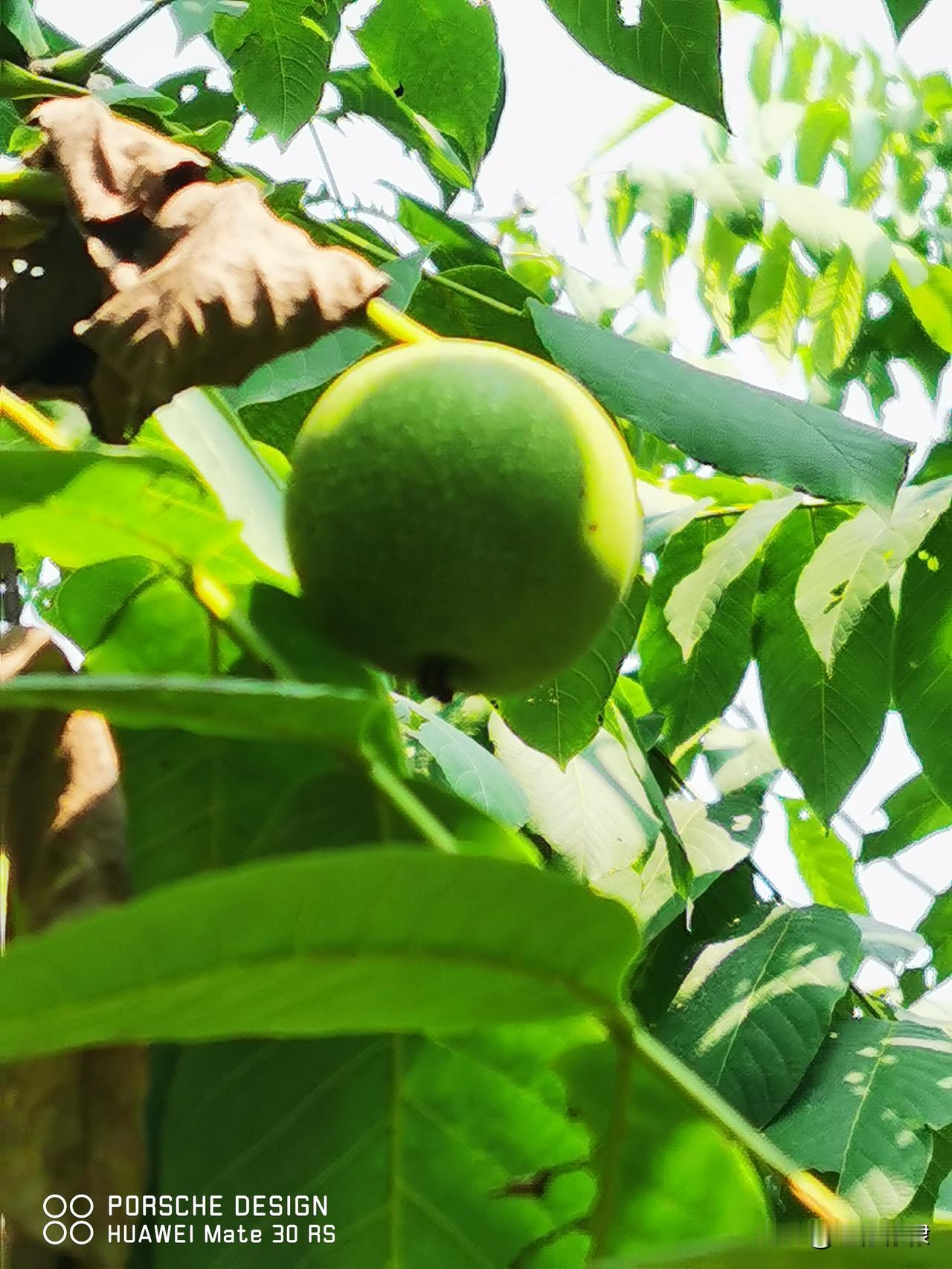 晒图笔记大赛文玩核桃树🌳第一次见到～[比心]