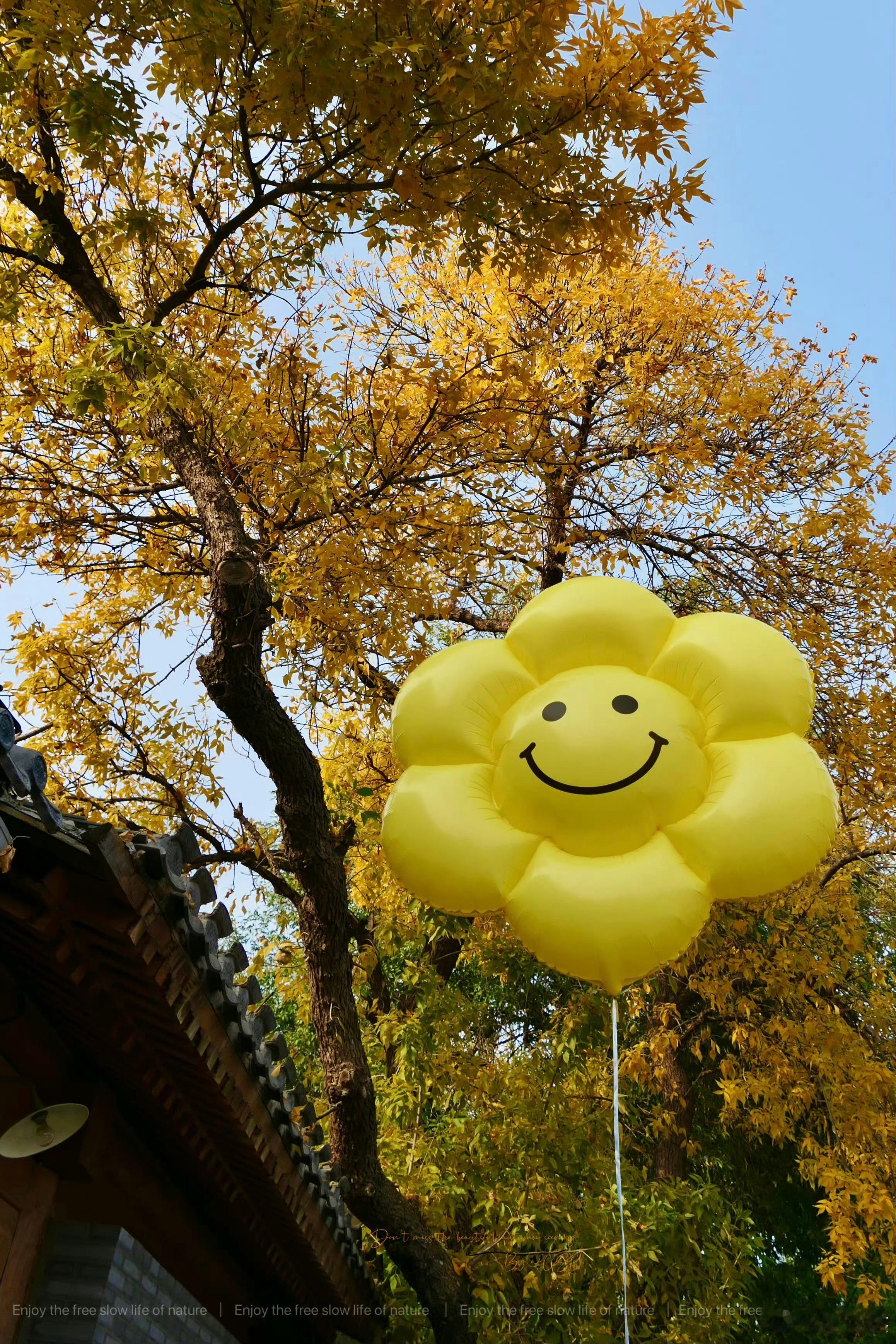 北京之秋，城市漫游南、北锣鼓巷。 午后的暖阳倾洒，为整个秋色增添了分明的层次感，