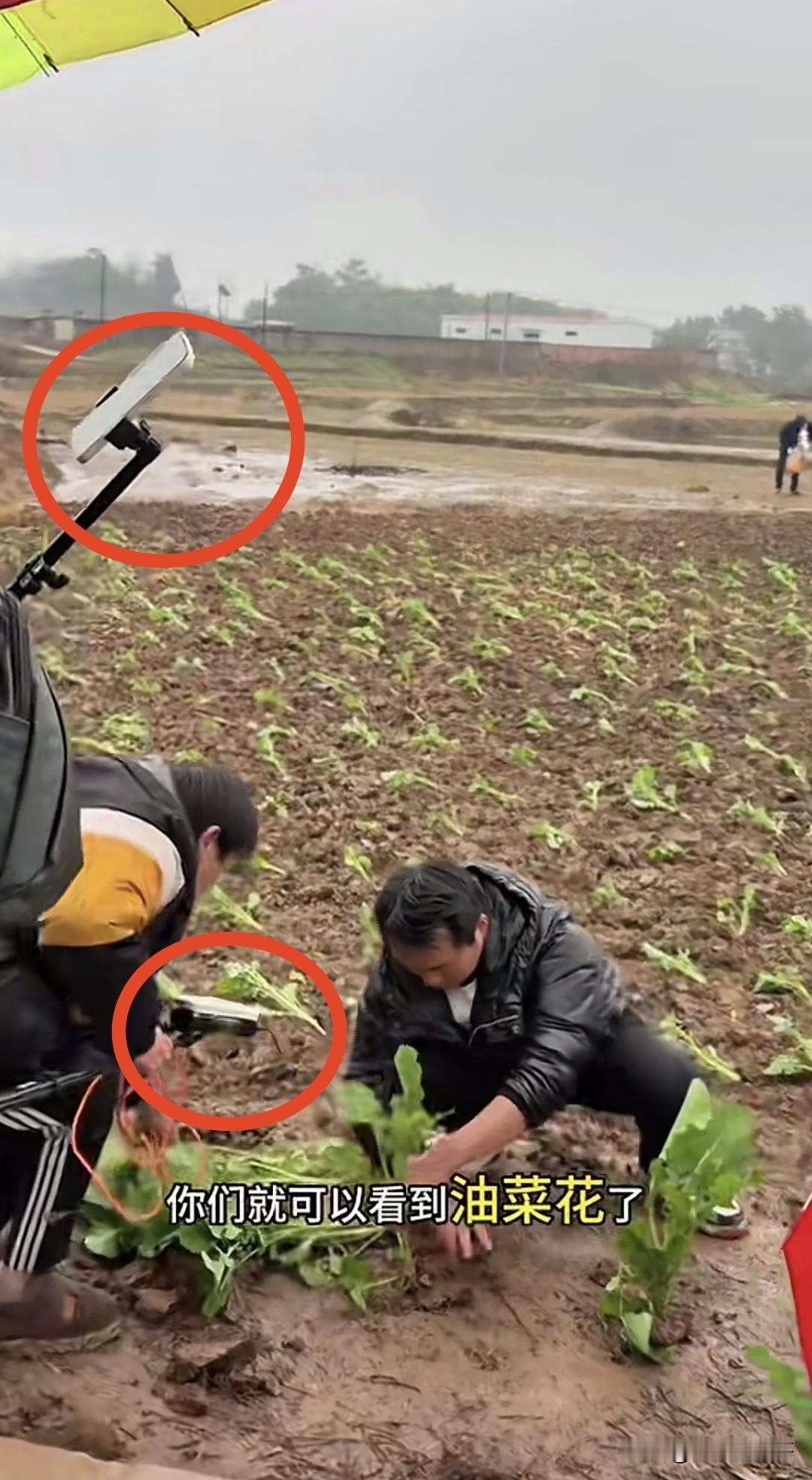 今天，有自媒体博主到呆呆家帮忙种油菜，一边帮忙一边疑似开启直播，因为有人帮忙，所