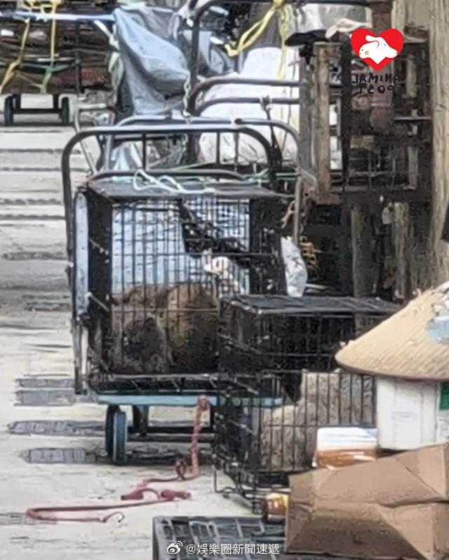 要爱护动物香港法律 「九龍深水埗後巷發現11隻名種猫 被棄後巷 1貓搶救後死亡…