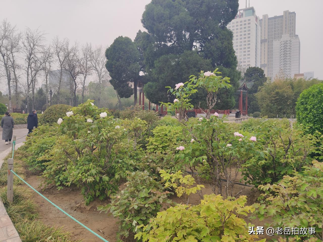 一到春天，郑州市人民公园里的这花儿可是开个没完，最有代表性的先是玉兰花，紧接着是