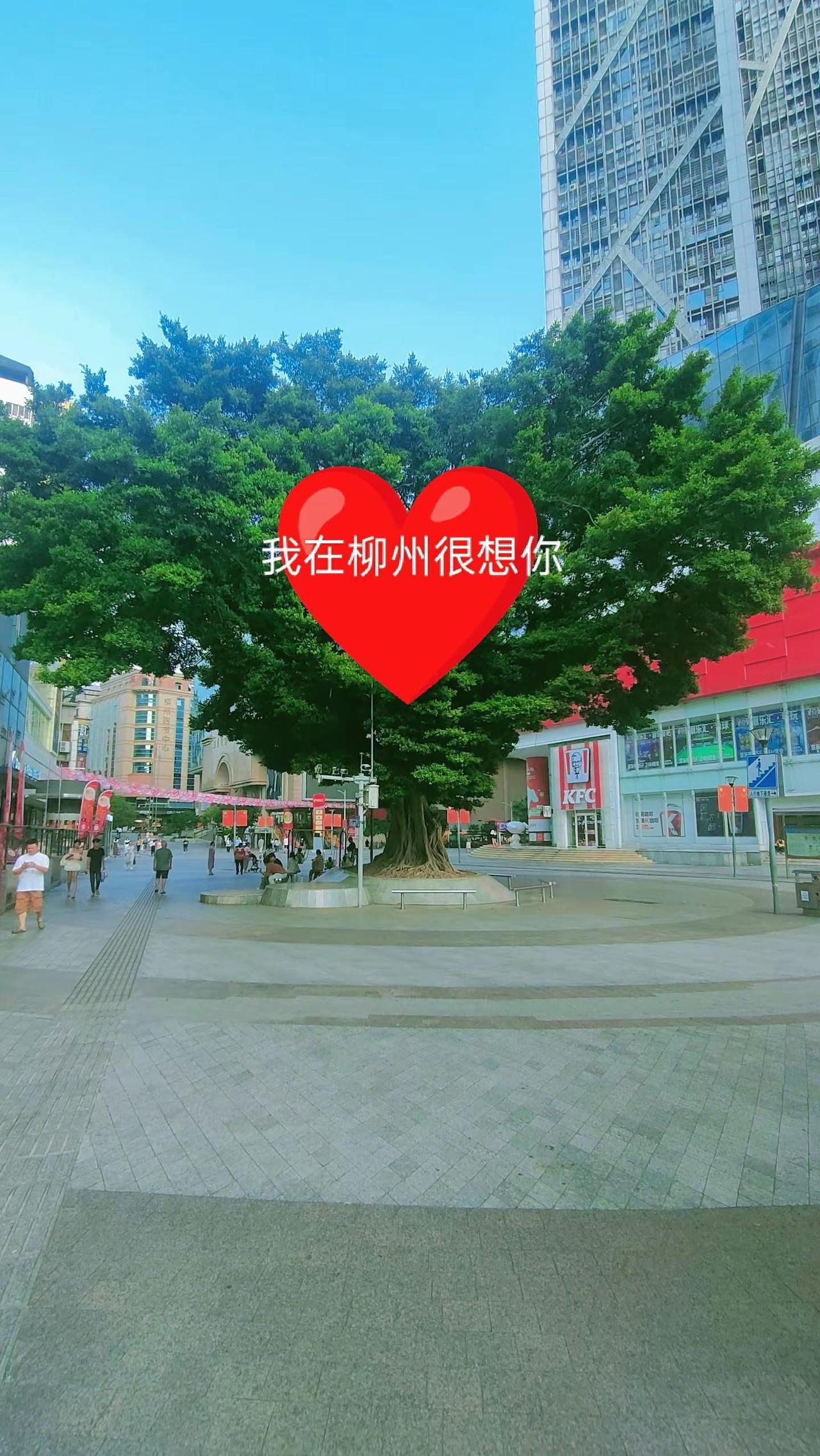 柳州这棵树成精了，天然形成了一颗心❤️。柳州 大树底下好乘凉 爱心树打卡 心形树