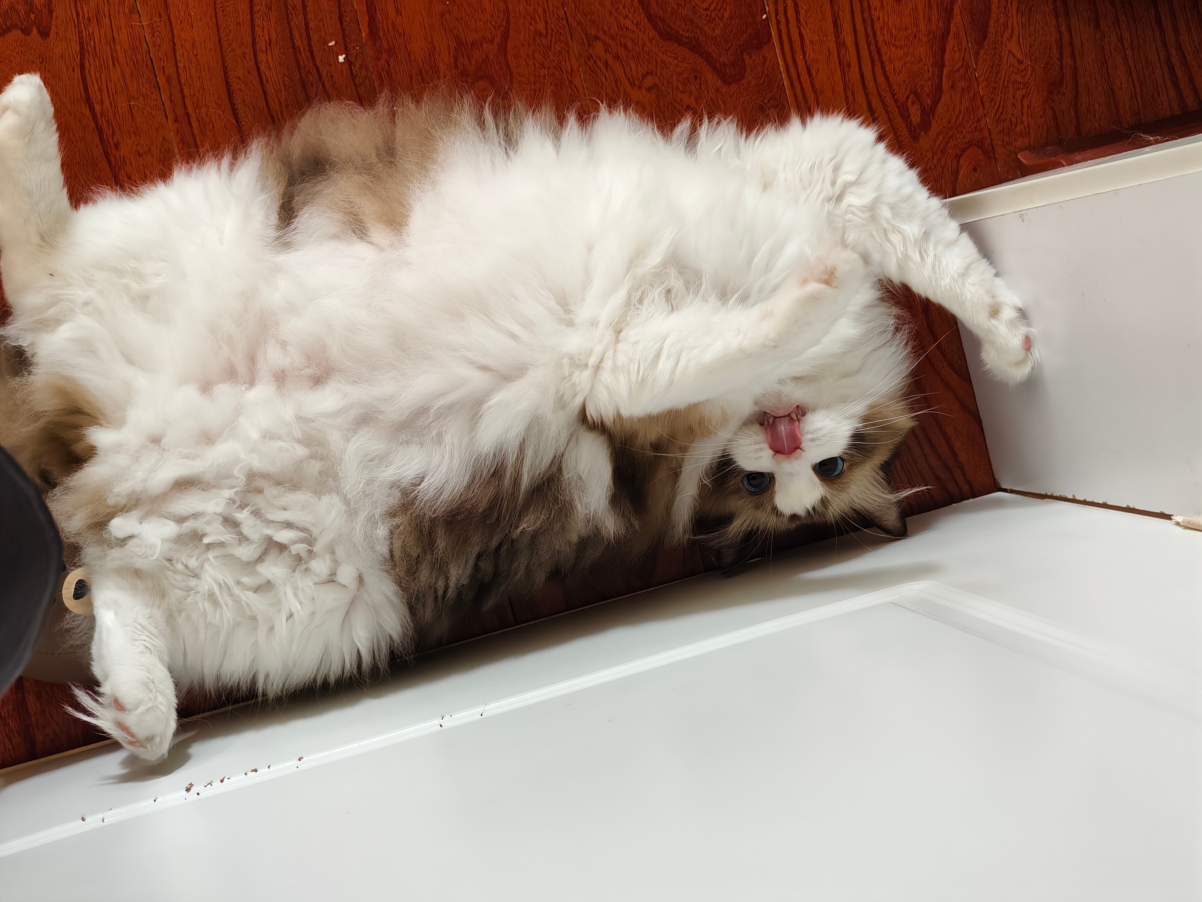 肥猫拖布 ​​​
