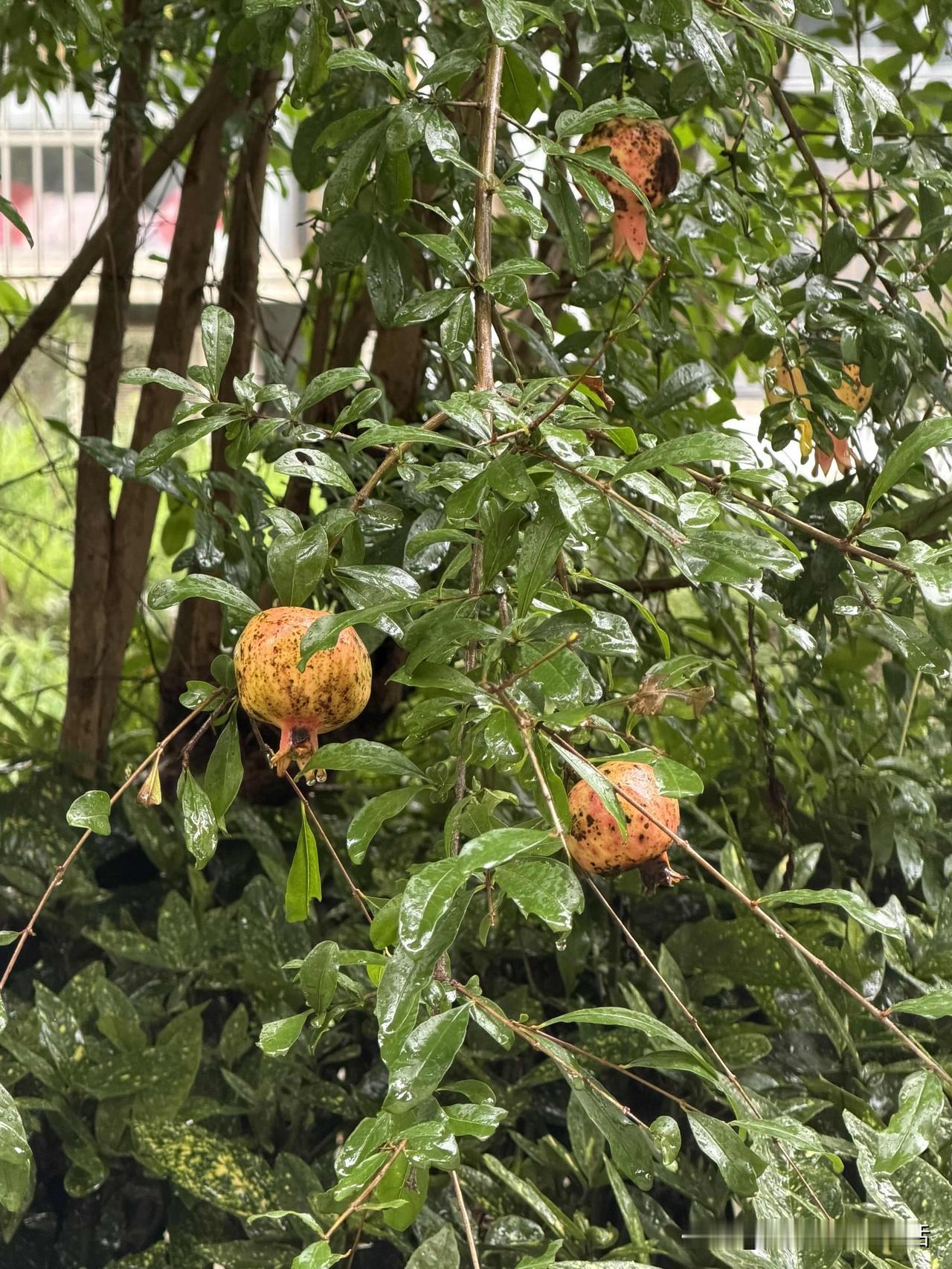 我才发现业主房子门口有一颗石榴树，真好[呲牙]