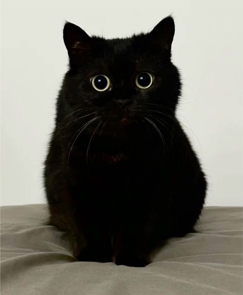 狠狠rua一把这个小黑猫🐈⬛ 