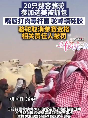 骆驼卡戴珊爆火出圈！阿曼选美现场惊现20头医美作弊骆驼，主人被罚惨
震惊！沙漠之
