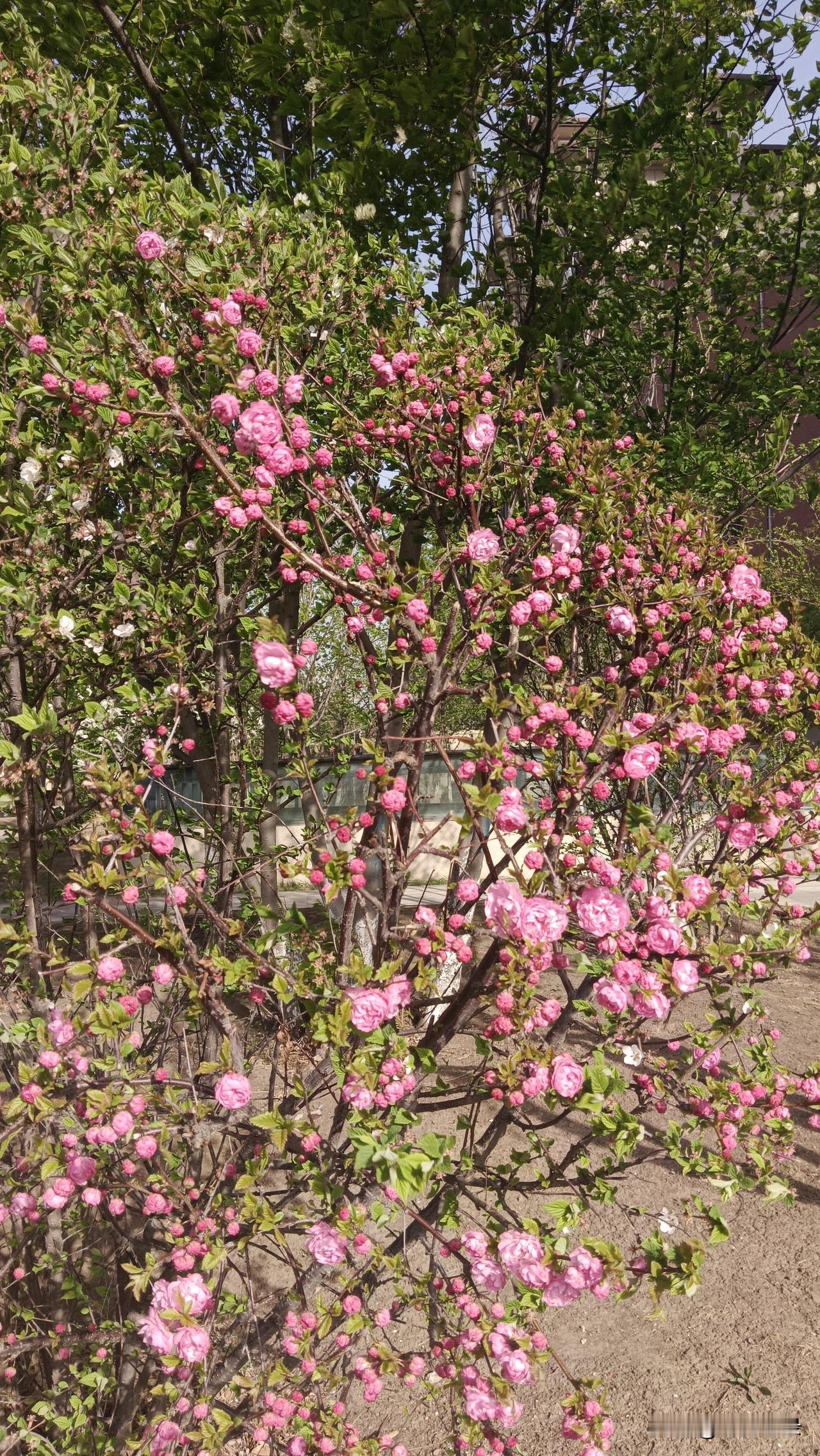 清平乐·立夏
 
薰风初度，春尽芳华暮。
绿满庭阴莺语度，榴吐红英初露。
 
昼
