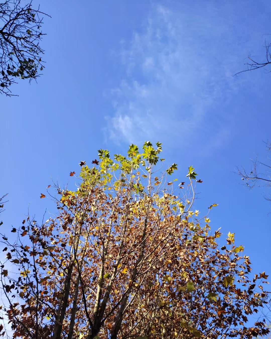 抬头瞅见这树，蓝天衬得叶子黄绿棕搅成一团，像被秋姑娘随手泼了调色盘~风一吹，几片