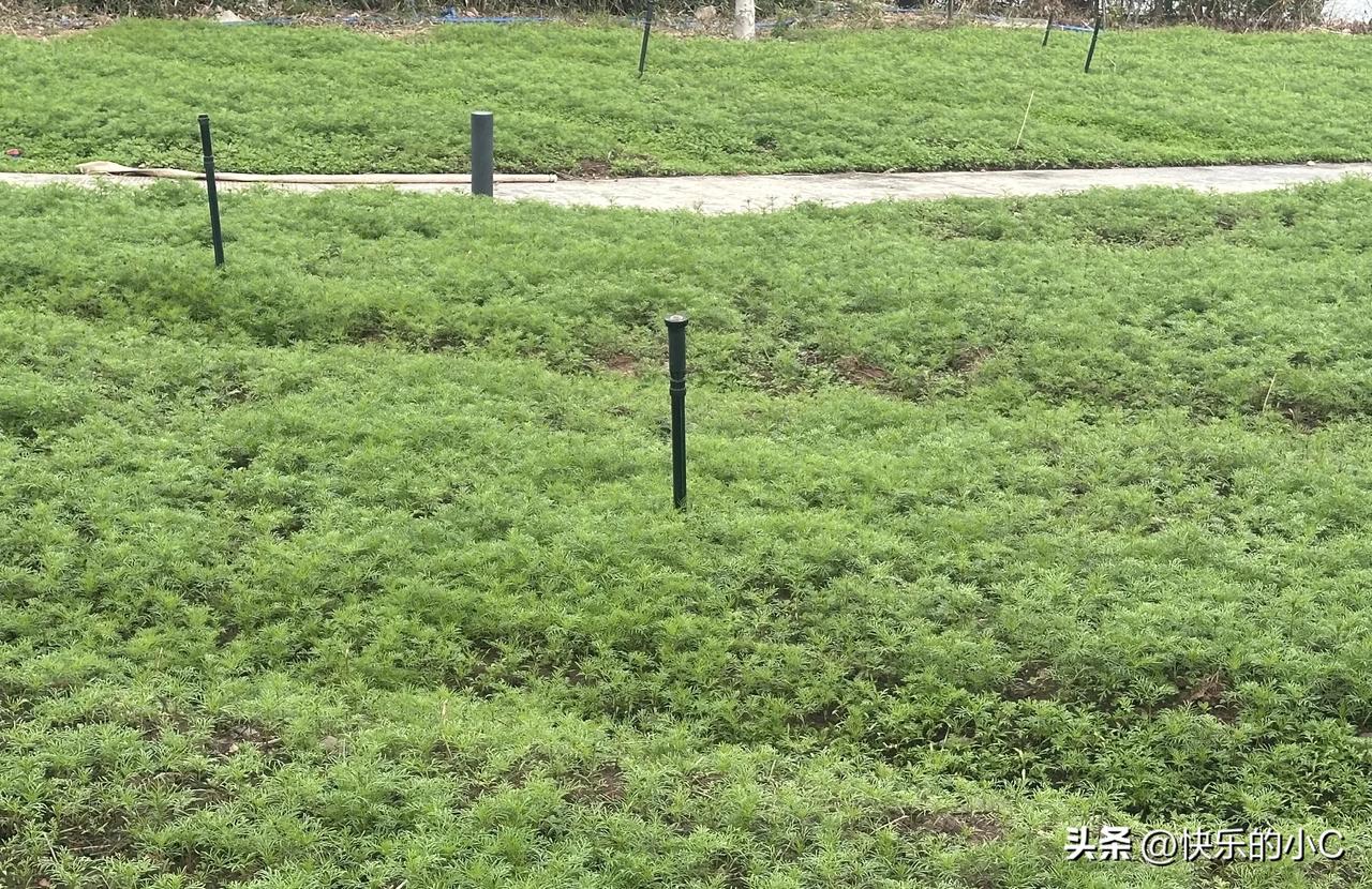 有人说是1，有人说是0，少一个都不行。

我邻居王叔，年轻时铁打的身子，加班加点