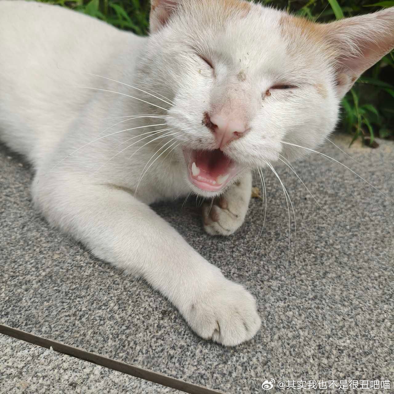 50327【丑猫】刚睡醒 
