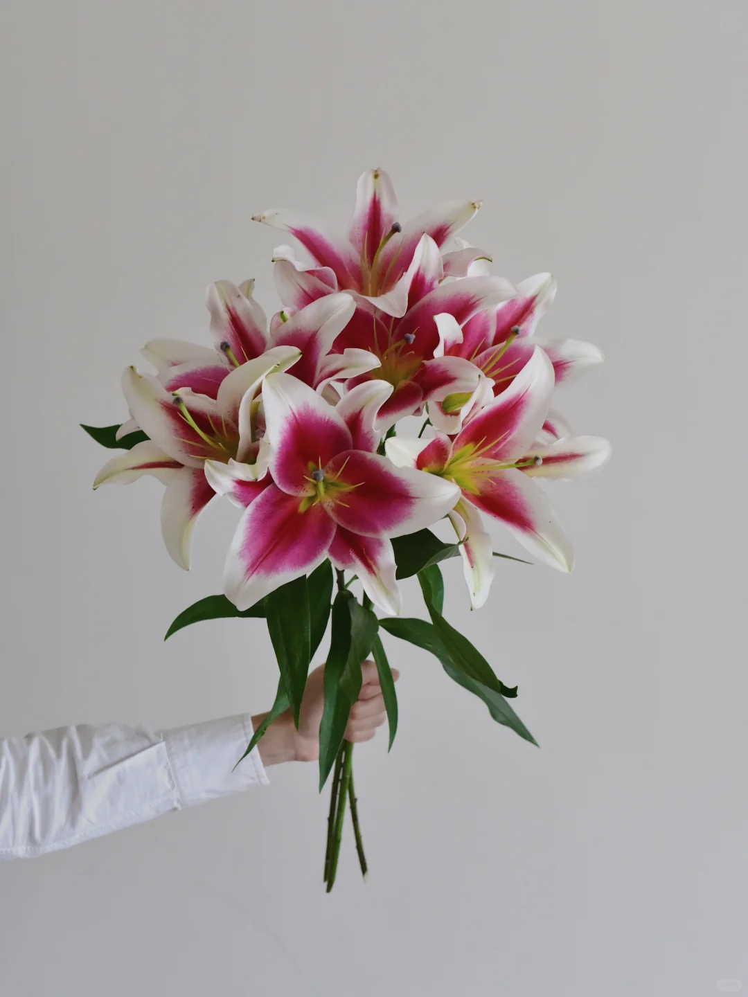 百合·油画俏佳人