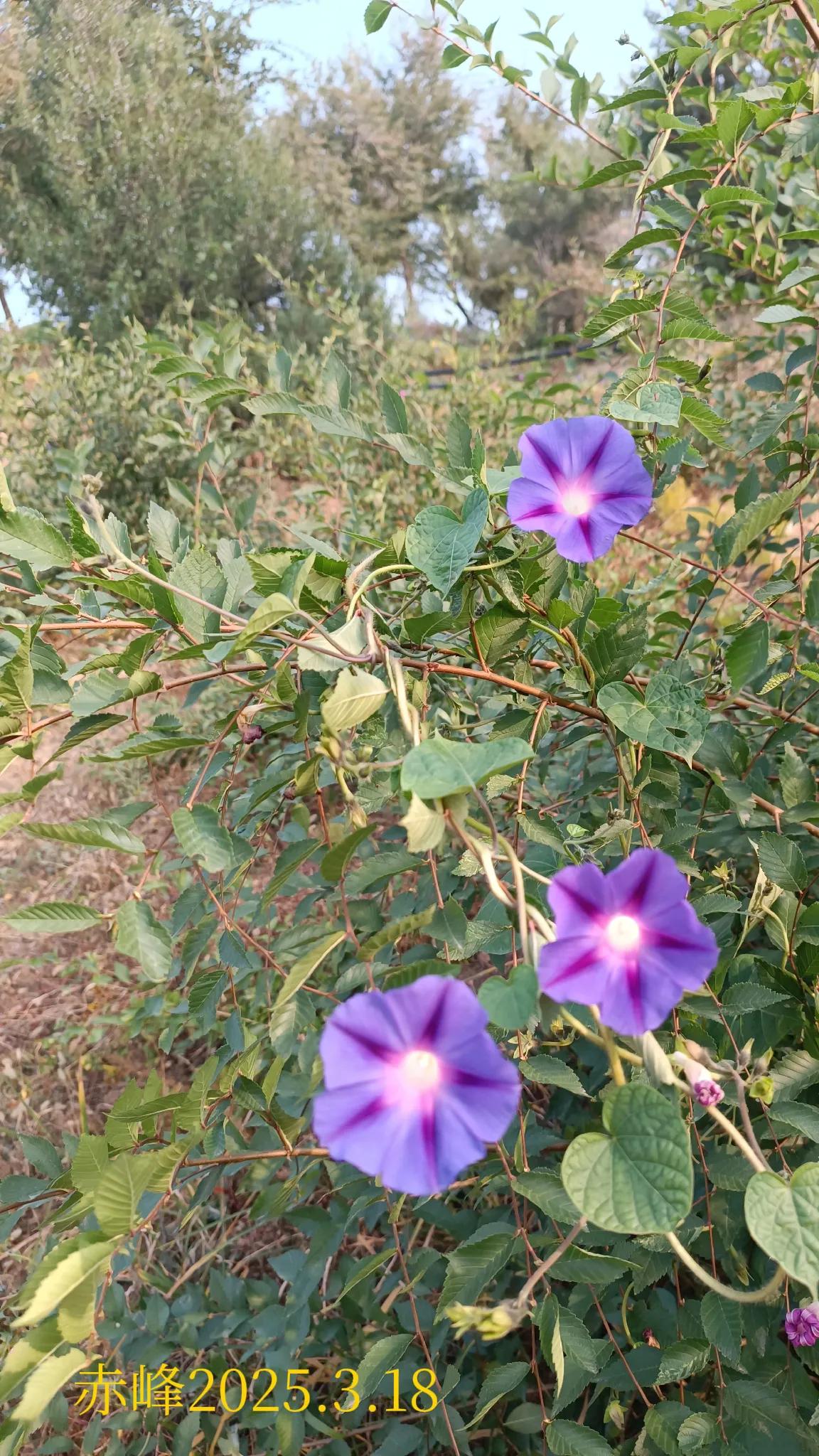 分享随手拍摄的树木和花草照片随手一拍，花草树木。