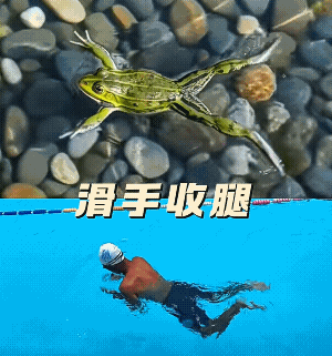 青蛙是手脚同步的。而且是抬头泳，人类没学会![大笑]