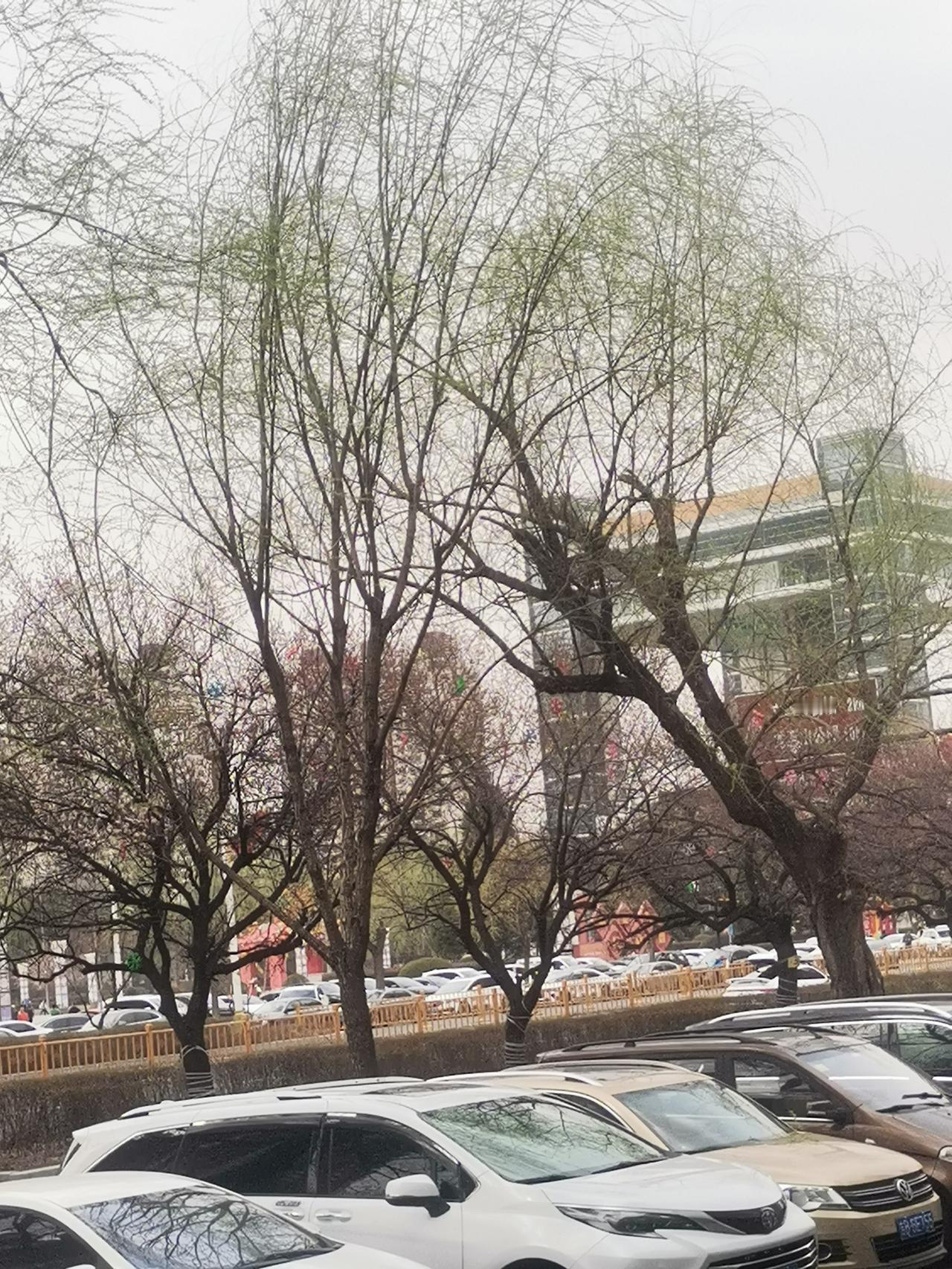 吉林市吉林大街的杏花即将绽放，目前正含苞待放，过几日的景致才最为动人！

吉林大