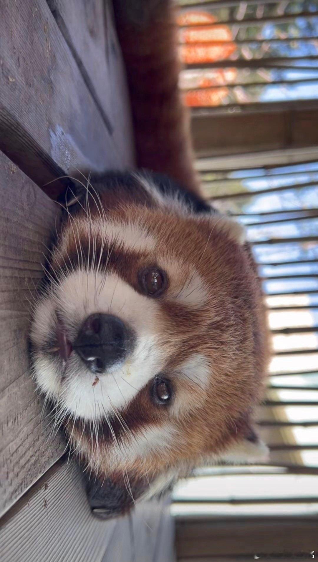 钟意发现一只钟意七冠小熊猫 