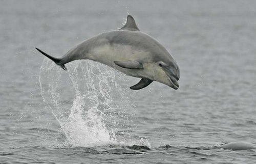 秒赞这只小海豚，你会收到期待已久的好消息✨ 