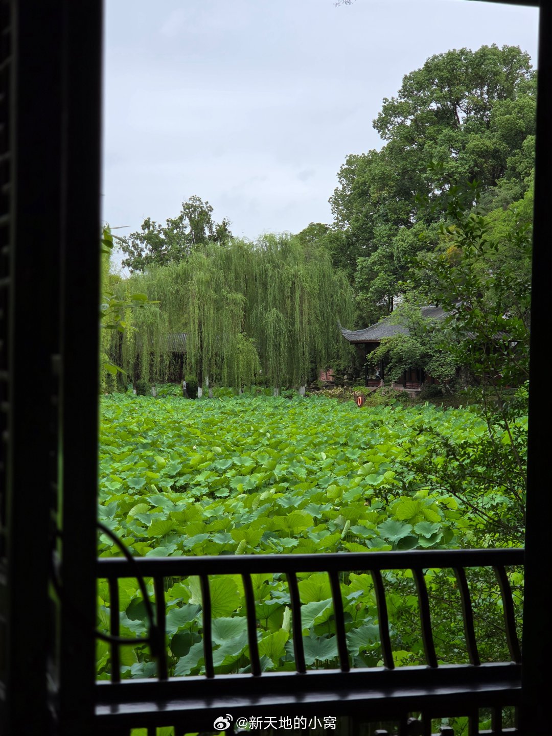 一键进入成都的夏天夏天来成都看荷花随手拍成都这样的成都你确定不来手机摄影爱好者打