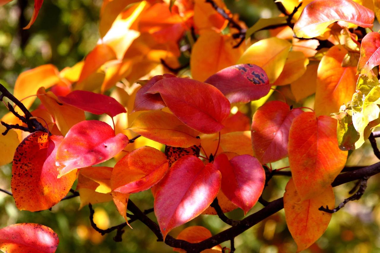 #秋日生活打卡季#

【金川梨叶灿如花】20241002

一入深秋山林醉，
金